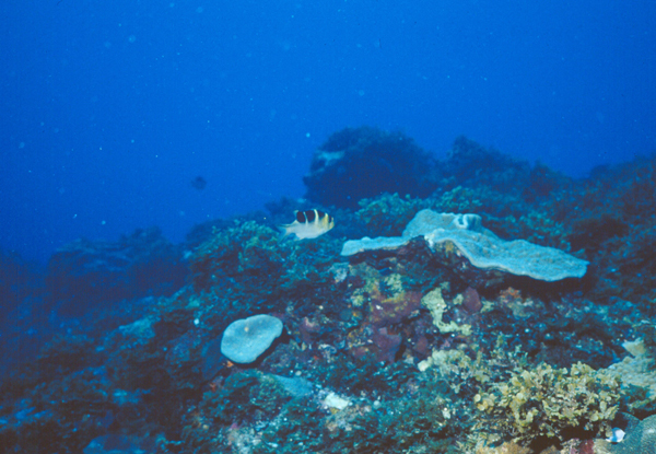 Monotaxis grandoculis單列齒鯛