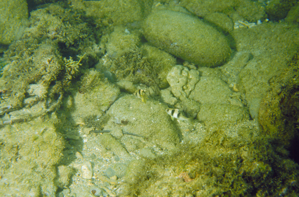 Parupeneus crassilabris粗唇海緋鯉
