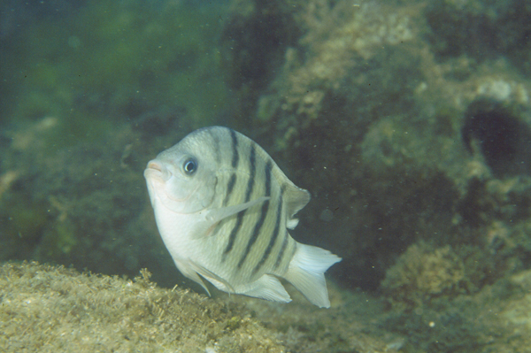 Abudefduf bengalensis孟加拉豆娘魚