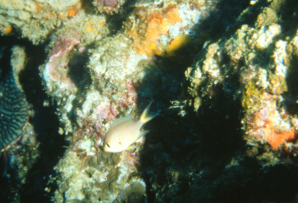 Chromis atripes黑鰭光鰓雀鯛