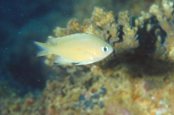 Chromis lepidolepis細鱗光鰓雀鯛