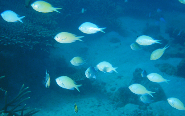 Chromis viridis藍綠光鰓雀鯛