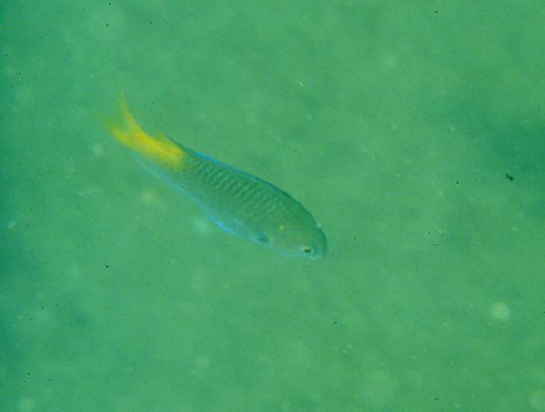 Neopomacentrus azysron黃尾新雀鯛