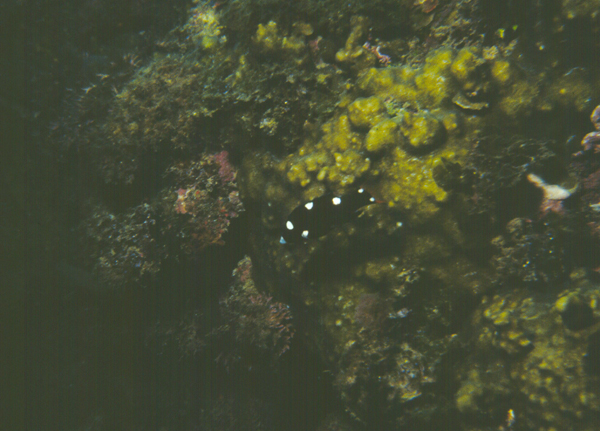 Bodianus axillaris腋斑狐鯛