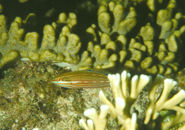 Halichoeres biocellatus雙斑海豬魚
