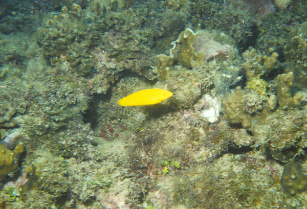 Halichoeres chrysus黃身海豬魚
