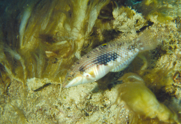 Halichoeres margaritaceus斑點海豬魚