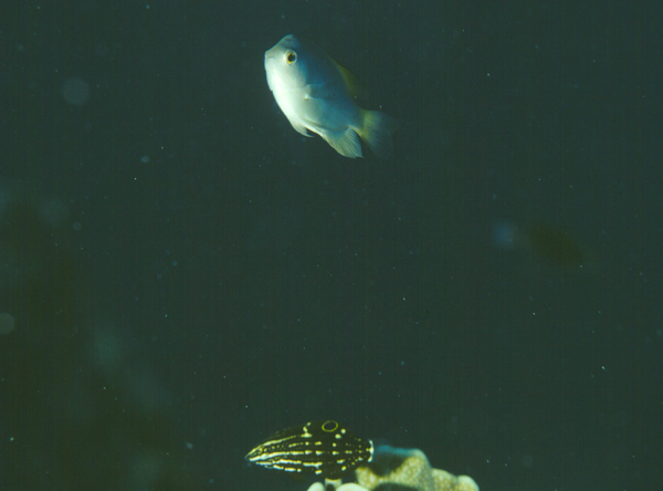 Halichoeres marginatus緣鰭海豬魚