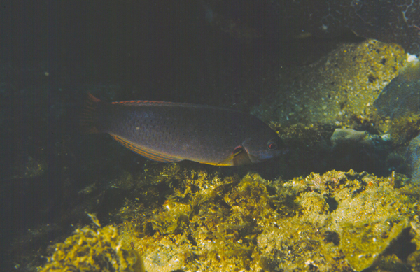 Halichoeres melanochir黑腕海豬魚