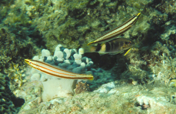 Hologymnosus doliatus狹帶全裸鸚鯛