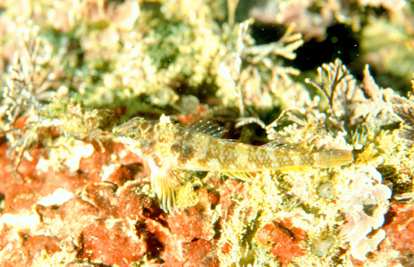 Enneapterygius vexillarius黑鞍斑雙線鳚