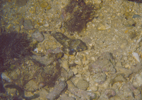 Synchiropus ocellatus眼斑連鰭䲗