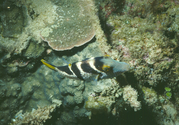 Canthigaster valentini瓦氏尖鼻魨