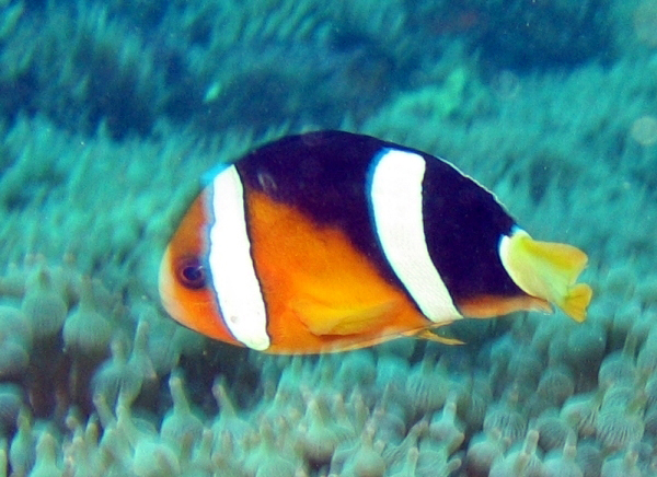 Amphiprion clarkii克氏雙鋸魚