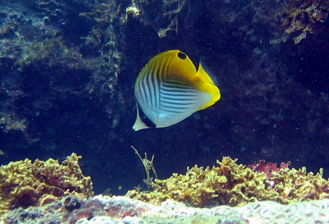 Chaetodon auriga揚旛蝴蝶魚