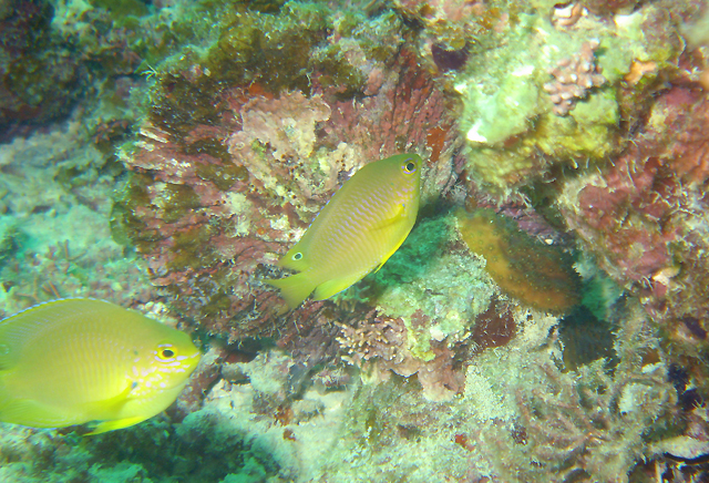 Pomacentrus amboinensis安邦雀鯛
