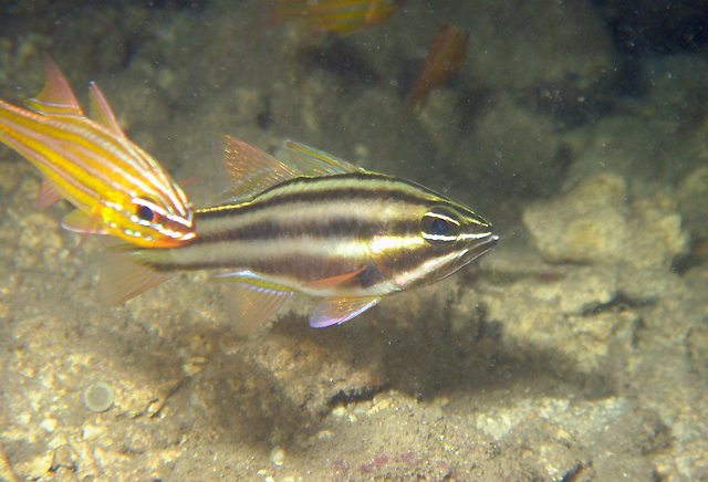 Ostorhinchus taeniophorus褐帶鸚天竺鯛