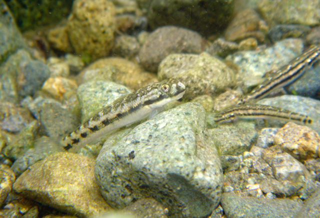 Sicyopterus lagocephalus兔頭瓢鰭鰕虎