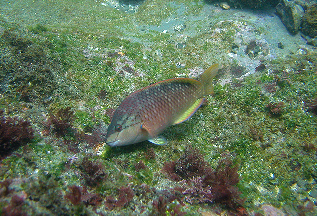 Pseudolabrus eoethinus紅頸擬隆頭魚