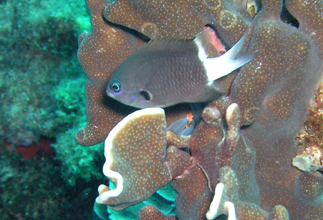 Chromis margaritifer雙斑光鰓雀鯛