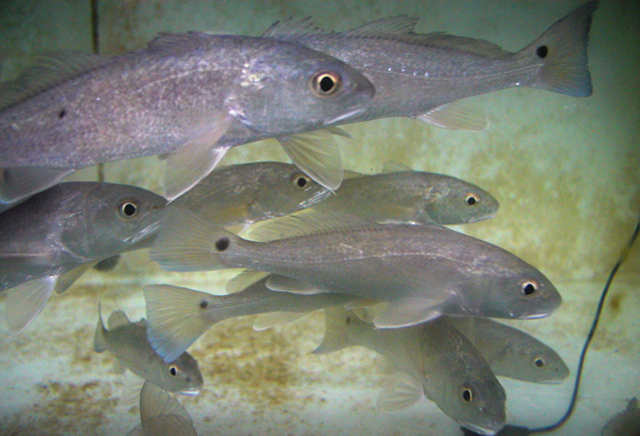 Sciaenops ocellatus眼斑擬石首魚