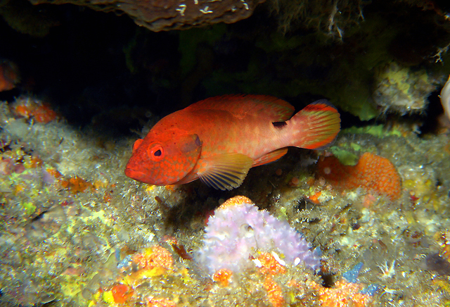 Cephalopholis leopardus豹紋九棘鮨