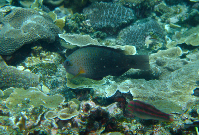 Scarus prasiognathos綠頜鸚哥魚