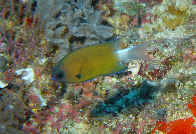 Chromis alleni亞倫氏光鰓雀鯛