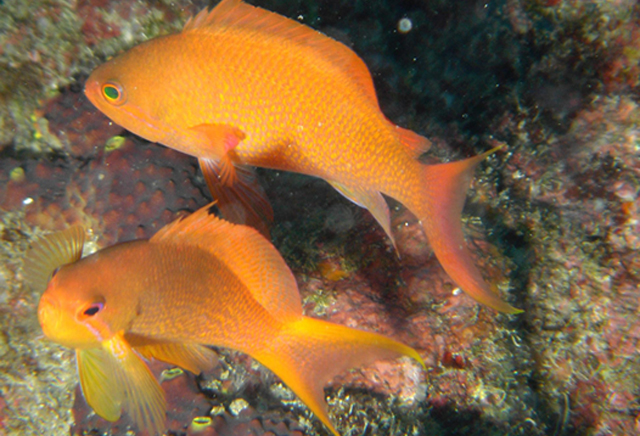 pseudanthias squamipinnis 絲鰭擬花鮨