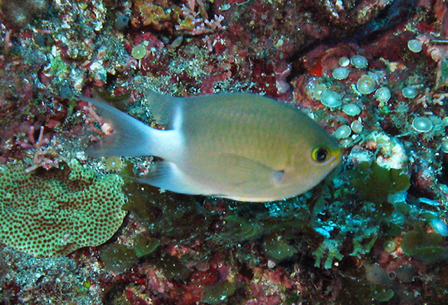 Chromis ovatiformes卵形光鰓雀鯛