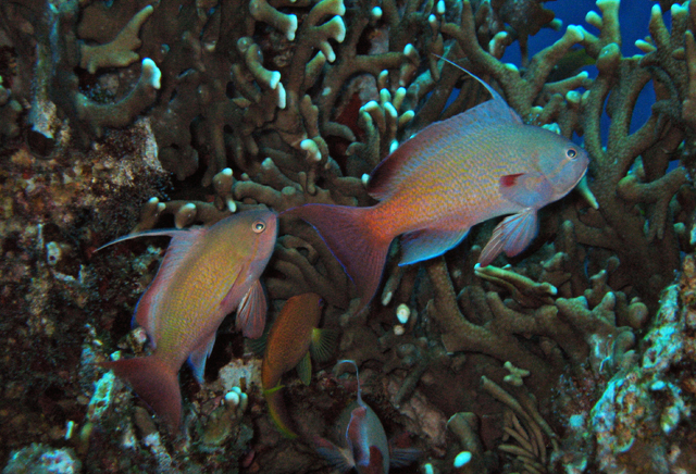 Pseudanthias squamipinnis絲鰭擬花鮨