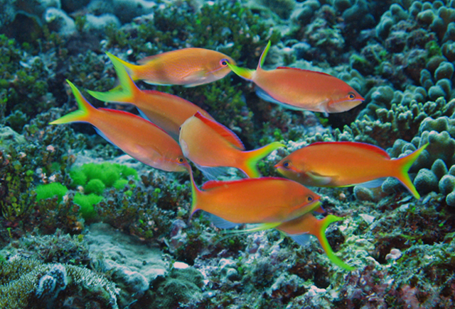 pseudanthias dispar刺蓋擬花鱸