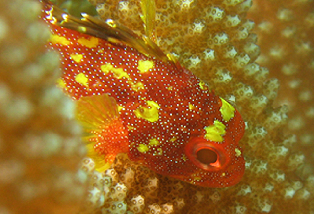 Sebastapistes cyanostigma黃斑鱗頭鮋