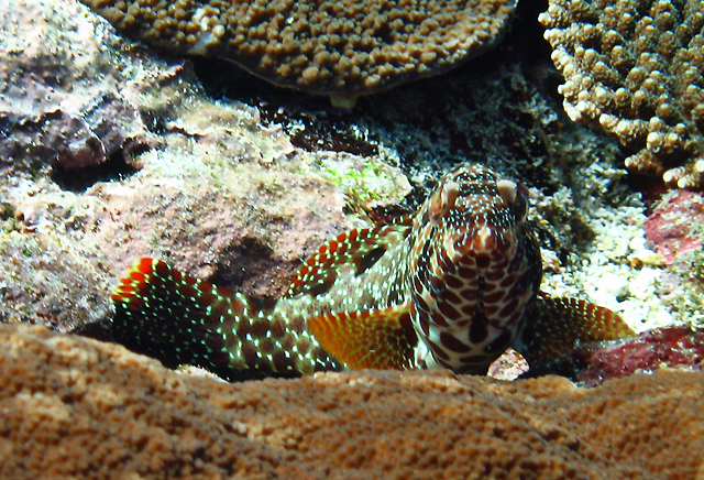 Epinephelus hexagonatus六角石斑魚