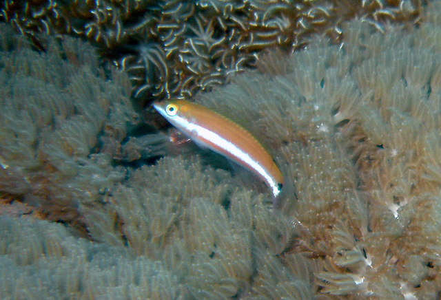 Thalassoma lutescens胸斑錦魚