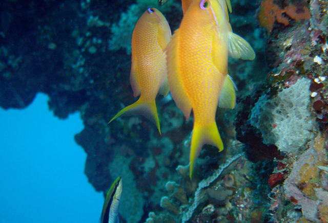 Pseudanthias squamipinnis絲鰭擬花鮨