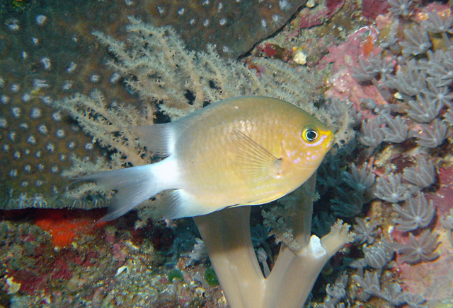 Chromis ovatiformes卵形光鰓雀鯛