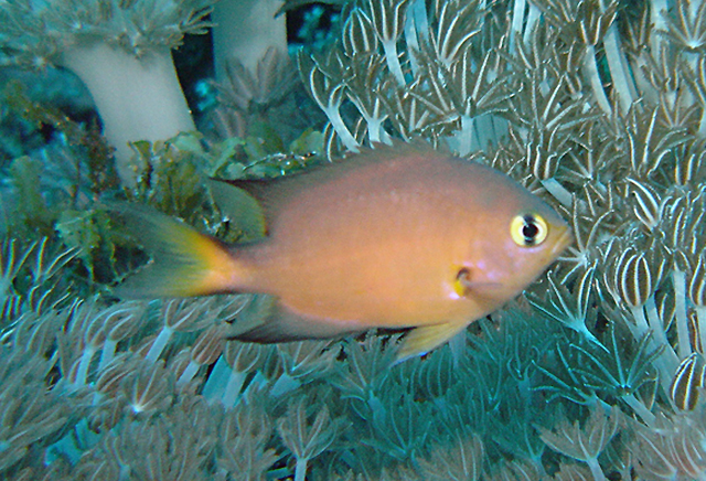 Chromis atripes黑鰭光鰓雀鯛