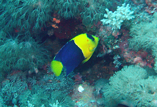 Centropyge bicolor二色刺尻魚