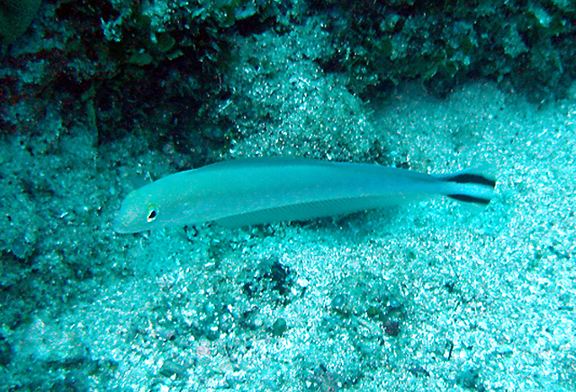 Malacanthus brevirostris短吻弱棘魚