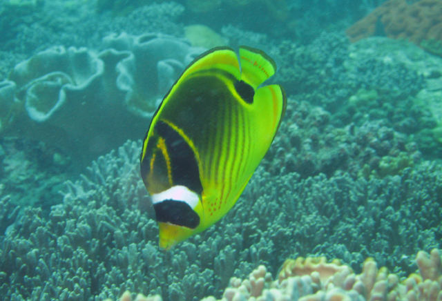 Chaetodon lunula月斑蝴蝶魚