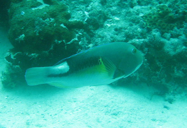 Choerodon anchorago鞍斑豬齒魚
