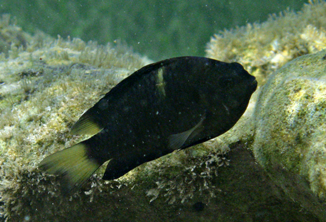 Chrysiptera biocellata雙斑刻齒雀鯛