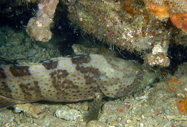 Epinephelus coioides點帶石斑魚