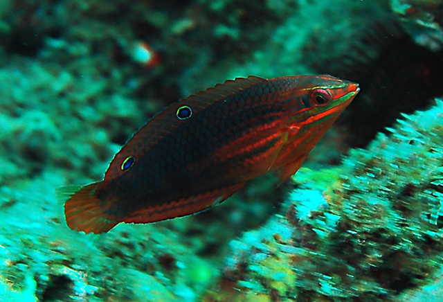 Halichoeres biocellatus雙斑海豬魚