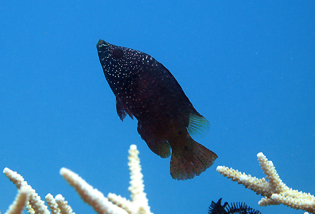 Cheilinus oxycephalus尖頭唇魚