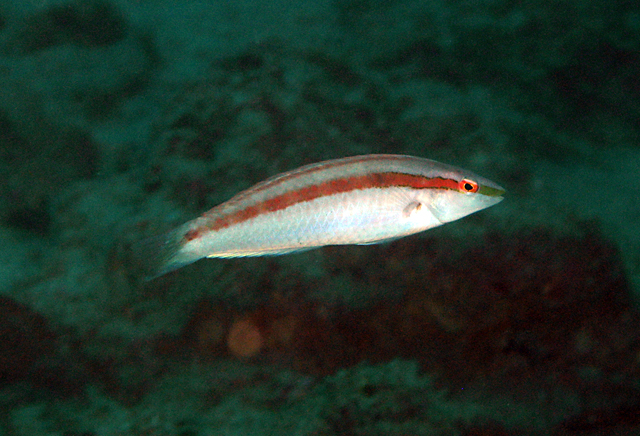 Suezichthys gracilis  細長蘇彝士隆頭魚