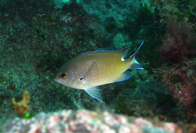 Chromis fumea 燕尾光鰓雀鯛