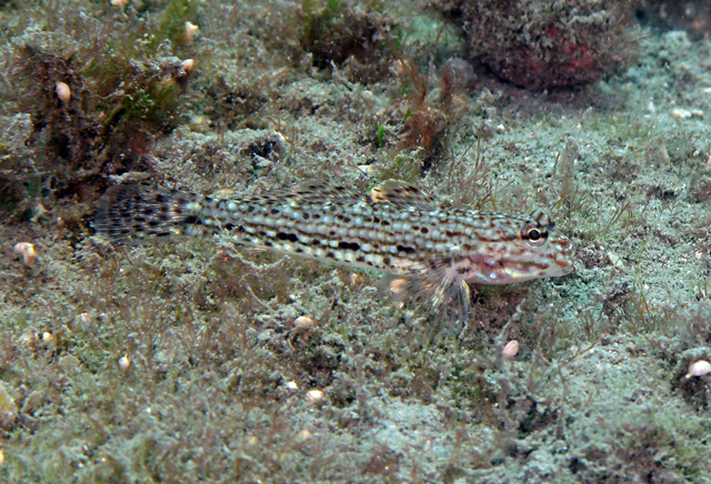 Istigobius decoratus 華麗銜鰕虎