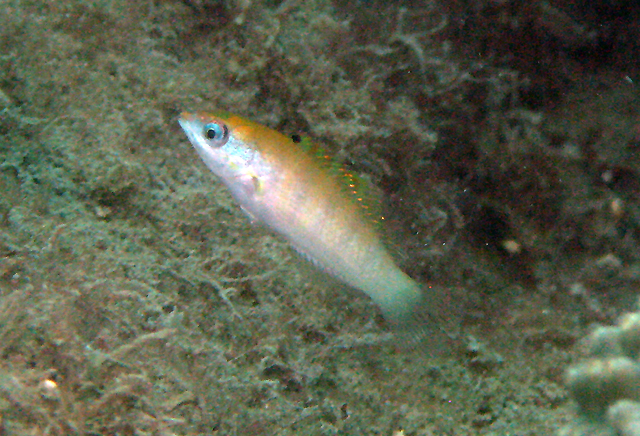 Thalassoma hardwicke 哈氏錦魚